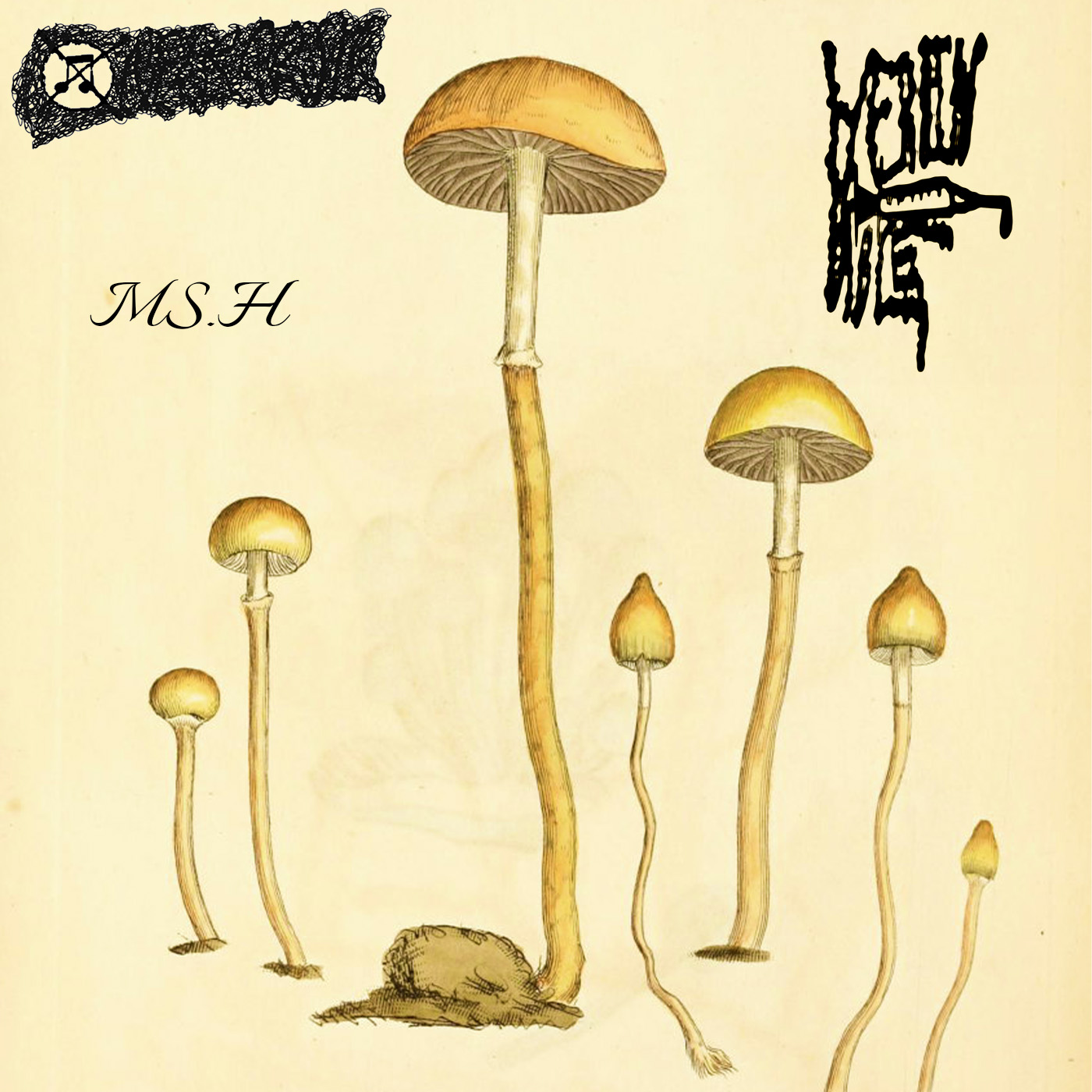 Ms. H cover art